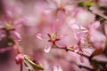 The almond tree pink flower close-up with branch Royalty Free Stock Photo
