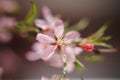 The almond tree pink flower close-up with branch Royalty Free Stock Photo