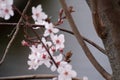 Almond tree pink flowers blooming in spring in Madrid Royalty Free Stock Photo