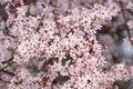 Almond tree pink flowers blooming in spring in Madrid Royalty Free Stock Photo