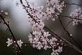 Almond tree pink flowers blooming in spring in Madrid Royalty Free Stock Photo