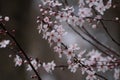 Almond tree pink flowers blooming in spring in Madrid Royalty Free Stock Photo