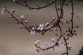 Almond tree pink flowers blooming in spring in Madrid Royalty Free Stock Photo