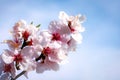 Almond tree pink flowers close-up with branch Royalty Free Stock Photo