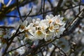 Almond tree with almonds, white flowers and blue sky Royalty Free Stock Photo