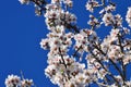 Color contrast: White almond flowers and fuits with blue sky. Space for text. Royalty Free Stock Photo
