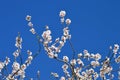 White almond flowers with blue sky Royalty Free Stock Photo