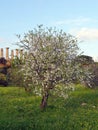 Almond Tree, prunus dulcis, Temple of Hercules or Tempio di Ercole, Agrigento, Temple\'s Valley Sicily, Italy Royalty Free Stock Photo