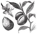 The Almond tree or prunus dulcis vintage engraving. Fruit, flower, leaf and almond