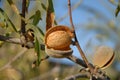 Almond on tree, ready for harvest Royalty Free Stock Photo