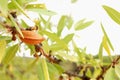 Almond tree with ripe fruits Royalty Free Stock Photo