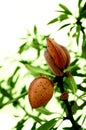 Almond tree with ripe fruits