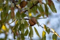 Almond tree with ripe hard nuts in shell ready to harvest Royalty Free Stock Photo