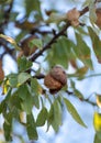 Almond tree with ripe hard nuts in shell ready to harvest Royalty Free Stock Photo