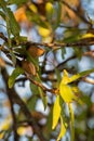Almond tree with ripe hard nuts in shell ready to harvest Royalty Free Stock Photo