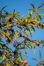 Almond tree with ripe hard nuts in shell ready to harvest Royalty Free Stock Photo
