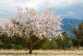 Almond Tree Royalty Free Stock Photo