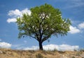 Almond tree Spanish plain Burgos Spain