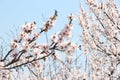 Almond Tree in spring