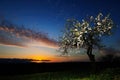 Almond tree at sunset