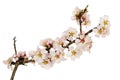 Almond tree twig