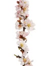 Almond tree twig