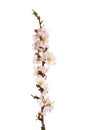 Almond tree twig