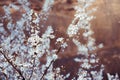 Almond tree with white blooming flowers at riverside landscape