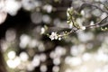 An almond tree white blooms. Royalty Free Stock Photo