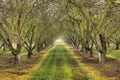 Almond Trees Royalty Free Stock Photo