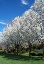 Almond Trees