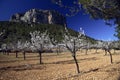 Almond Trees