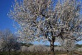 Almond trees