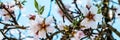 Almond trees in bloom. Almond flower blossoms against blue sky