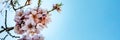 Almond trees in bloom panorama. Almond flower blossoms against blue sky