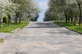 Almond trees blooming in orchard against blue, Spring sky. The trees are blooming Royalty Free Stock Photo