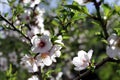 Almond trees blossom.