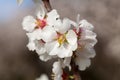 Almond Trees Blossoms Blossoming in the park during August. Spring Time in Adelaide South Australia.