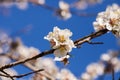 Almond Trees Blossoms Blossoming in the park during August. Spring Time in Adelaide South Australia.