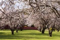 Almond Trees Blossoms Blossoming in the park during August. Spring Time in Adelaide South Australia.