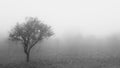 Almond trees in fog