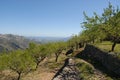 Almond trees on mountain terraces, Spain Royalty Free Stock Photo