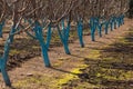 Almond trees in whitewashed with a copper antifungal treatment