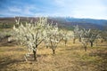 Almond trees at valley of jerte