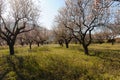 Alamon orchard and wildflowers, Murla, Spain