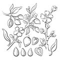 Almond. Vector natural nut. Art line set