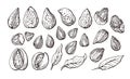 Almond. Vector natural nut. Realistic set Royalty Free Stock Photo