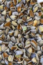 Almond waste popular as livestock feed