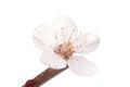 Almond white flower