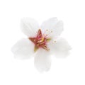 Almond white flower